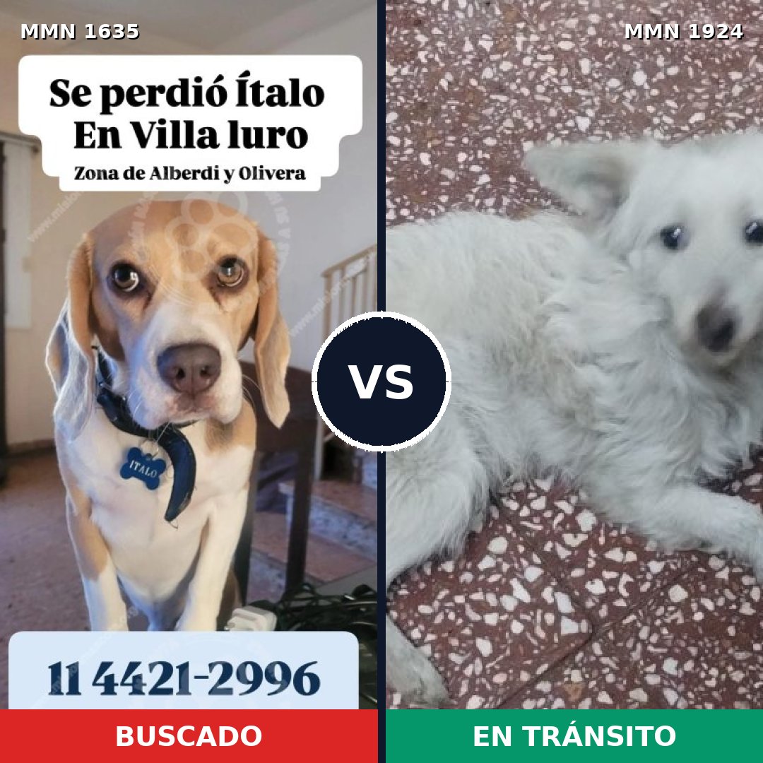 Comparativa MMS 41457: mascota perdida y mascota encontrada, 47% de similitud