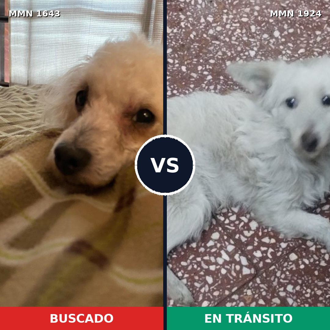 Comparativa MMS 41458: mascota perdida y mascota encontrada, 47% de similitud