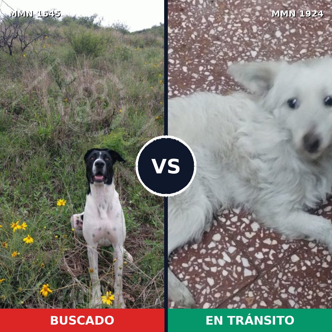Comparativa MMS 41459: mascota perdida y mascota encontrada, 49% de similitud