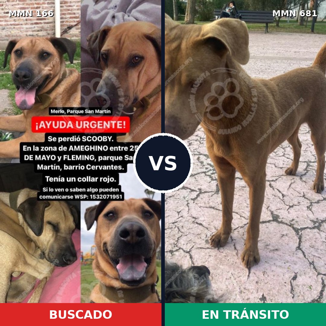Comparativa MMS 4146: mascota perdida y mascota encontrada, 73% de similitud