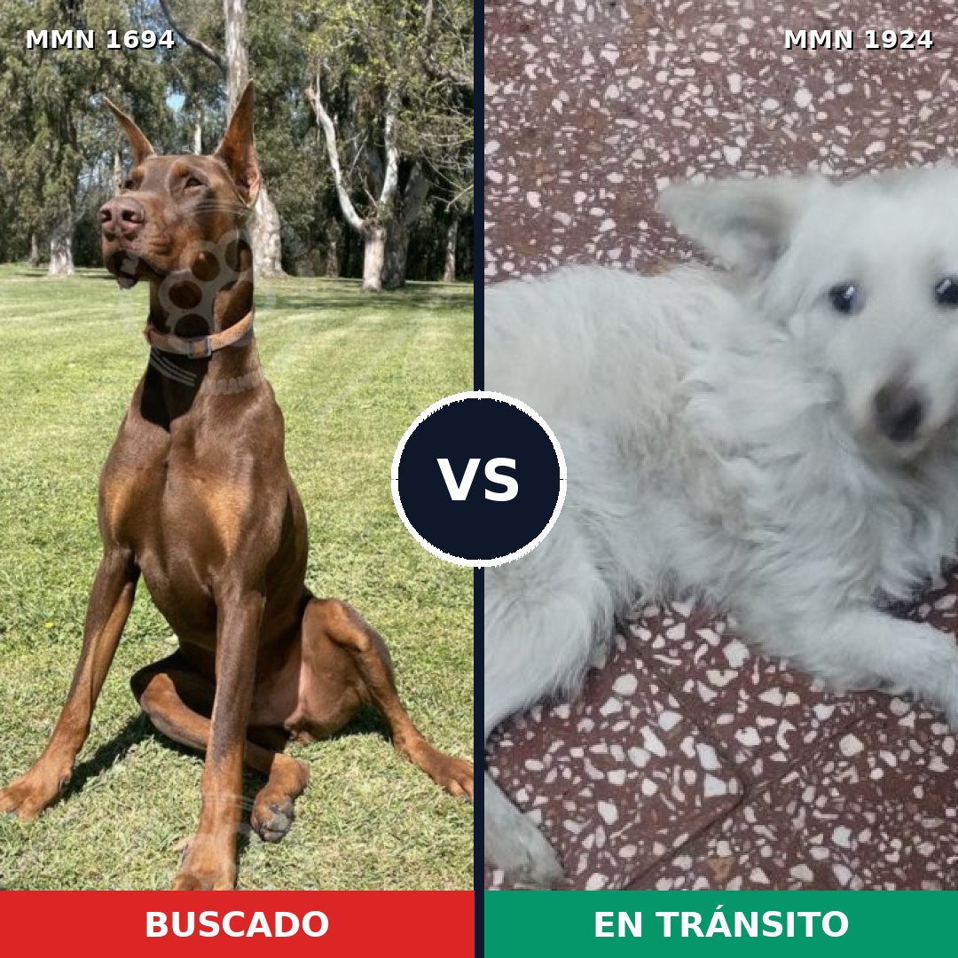 Comparativa MMS 41464: mascota perdida y mascota encontrada, 34% de similitud