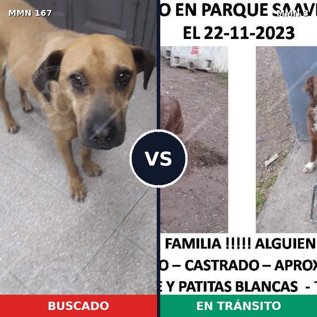 Comparativa MMS 4147: mascota perdida y mascota encontrada, 16% de similitud