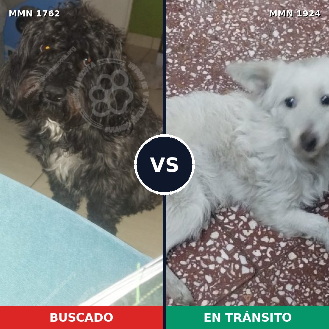 Comparativa MMS 41470: mascota perdida y mascota encontrada, 49% de similitud