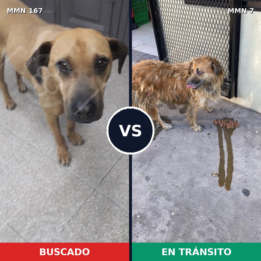 Comparativa MMS 4149: mascota perdida y mascota encontrada, 57% de similitud