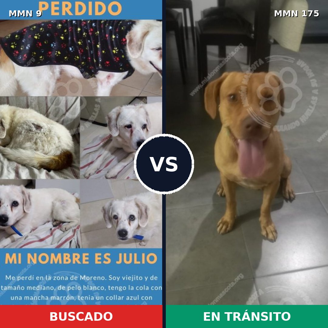 Comparativa MMS 415: mascota perdida y mascota encontrada, 69% de similitud