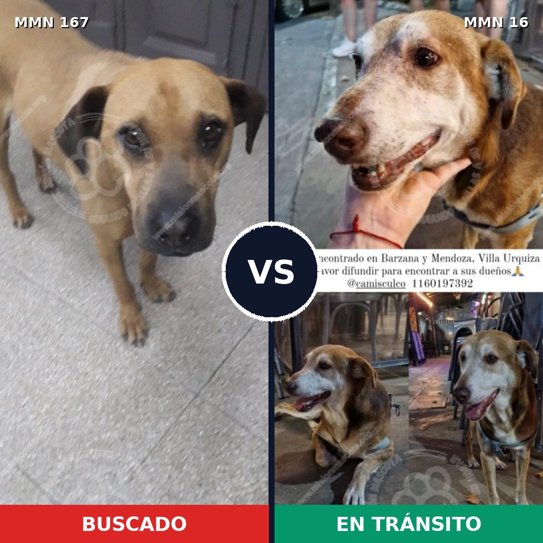 Comparativa MMS 4150: mascota perdida y mascota encontrada, 22% de similitud