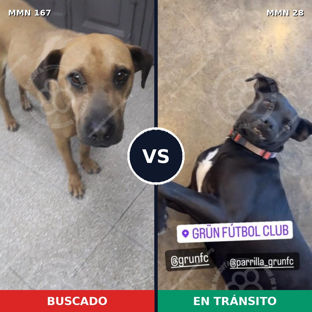 Comparativa MMS 4151: mascota perdida y mascota encontrada, 11% de similitud