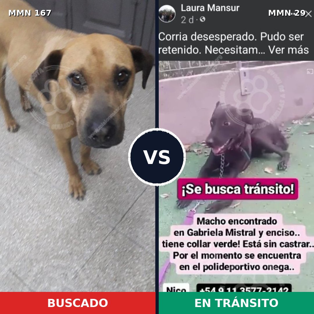 Comparativa MMS 4152: mascota perdida y mascota encontrada, 51% de similitud