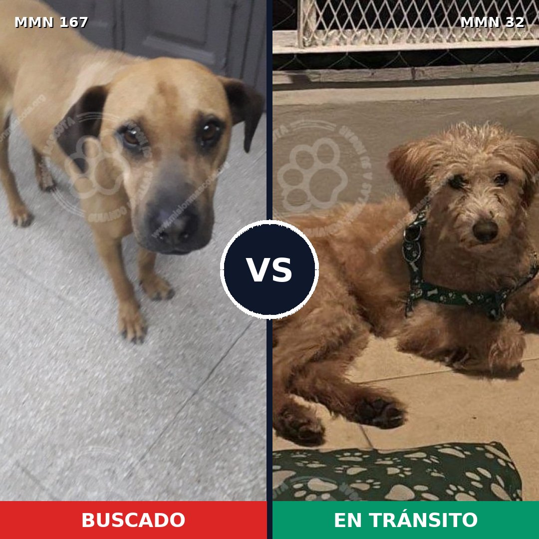 Comparativa MMS 4153: mascota perdida y mascota encontrada, 8% de similitud