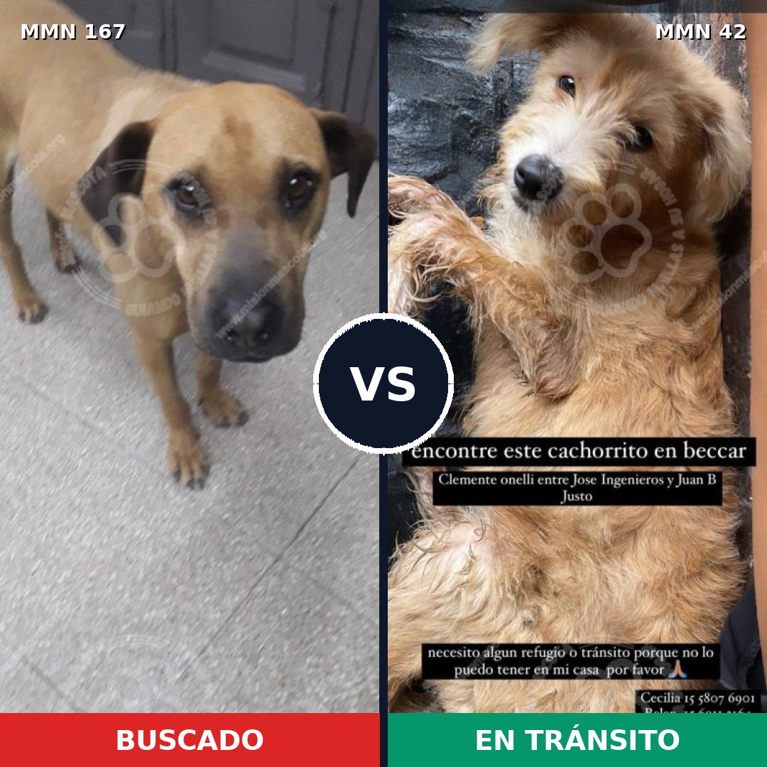 Comparativa MMS 4155: mascota perdida y mascota encontrada, 7% de similitud
