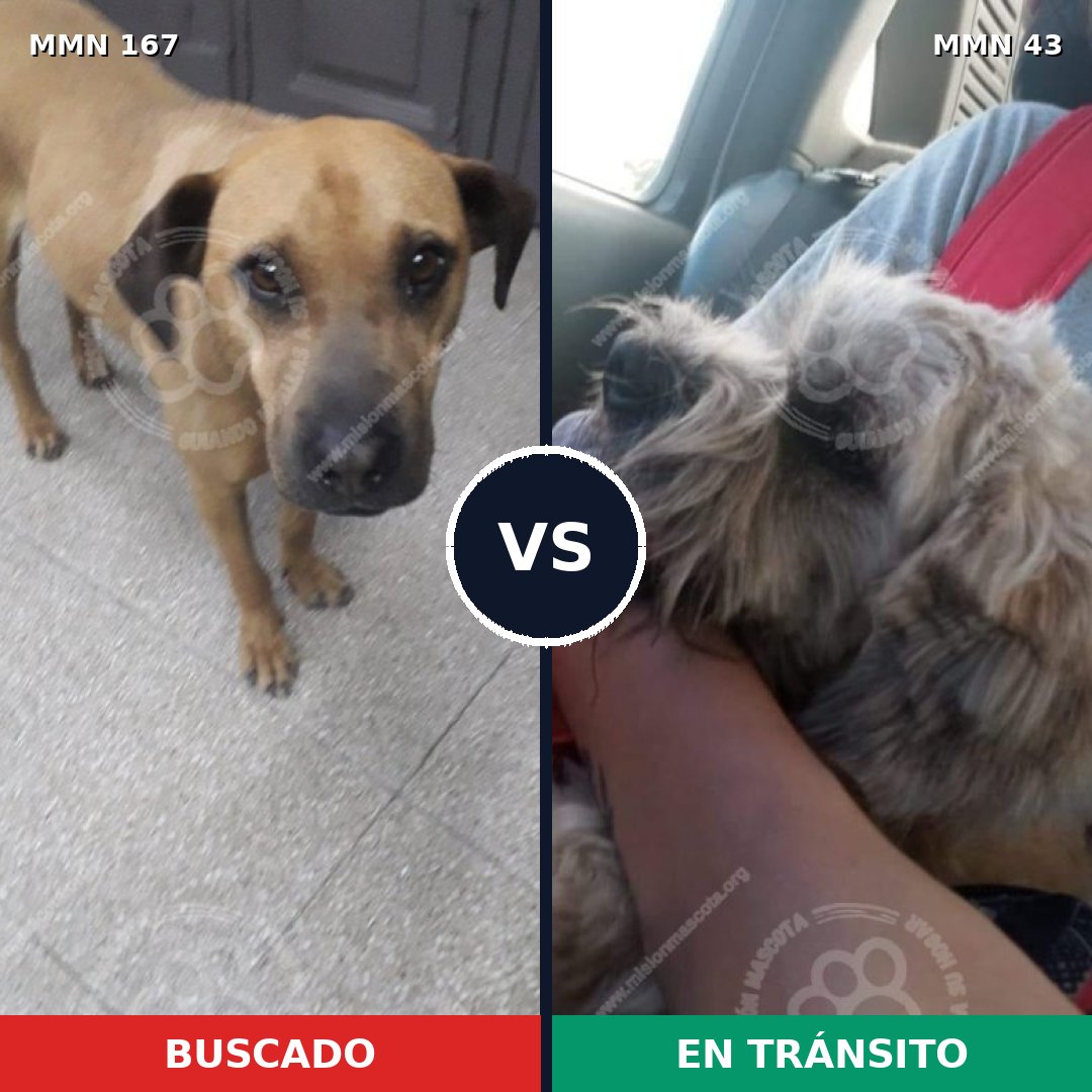 Comparativa MMS 4156: mascota perdida y mascota encontrada, 8% de similitud