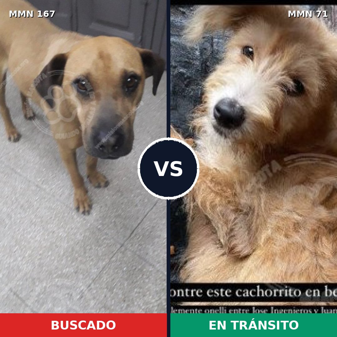Comparativa MMS 4158: mascota perdida y mascota encontrada, 7% de similitud
