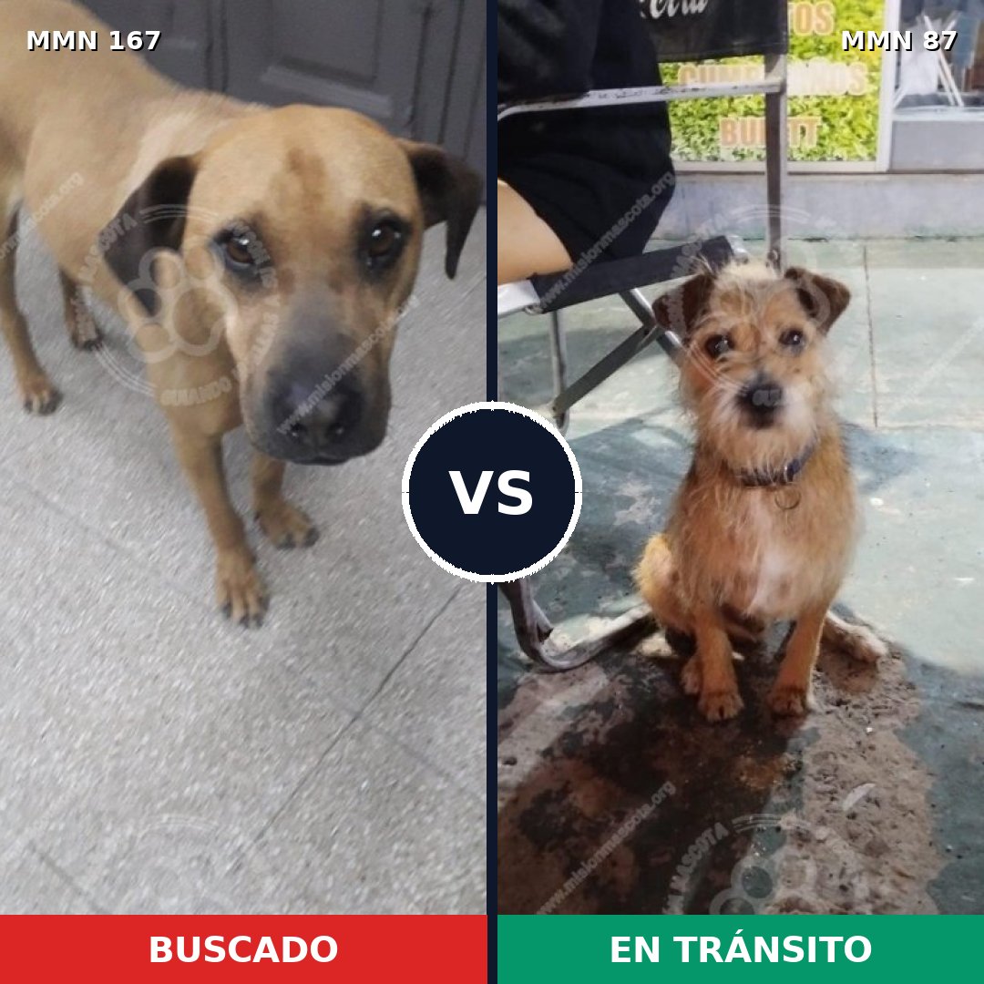 Comparativa MMS 4159: mascota perdida y mascota encontrada, 20% de similitud
