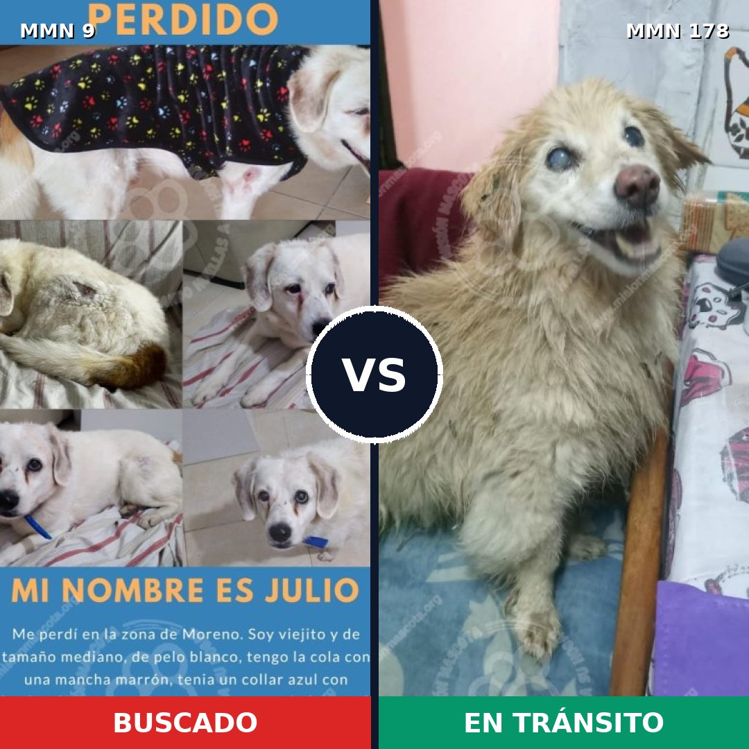 Comparativa MMS 416: mascota perdida y mascota encontrada, 76% de similitud
