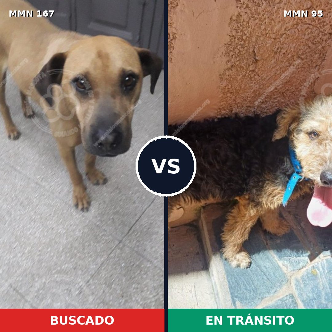 Comparativa MMS 4160: mascota perdida y mascota encontrada, 8% de similitud