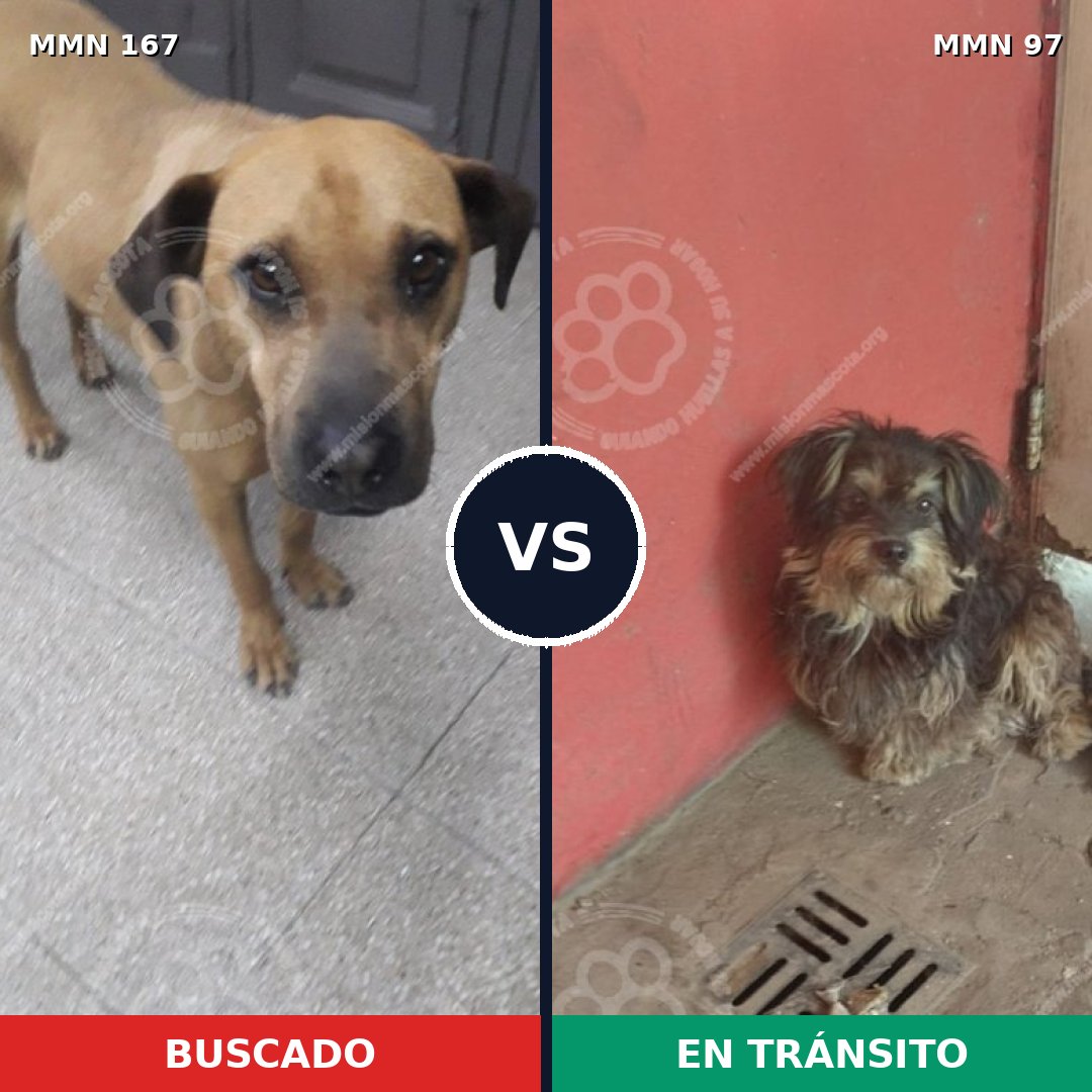 Comparativa MMS 4161: mascota perdida y mascota encontrada, 8% de similitud