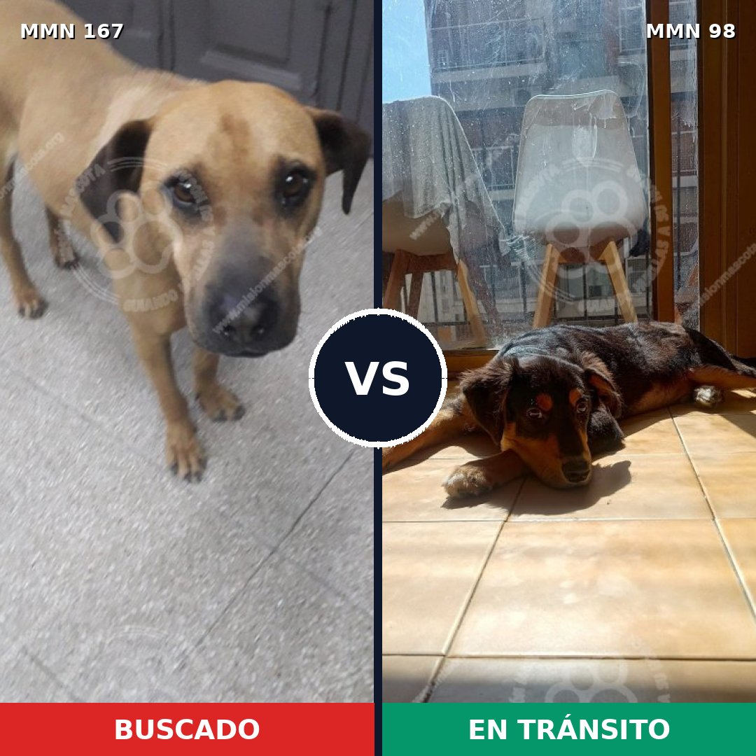 Comparativa MMS 4162: mascota perdida y mascota encontrada, 23% de similitud