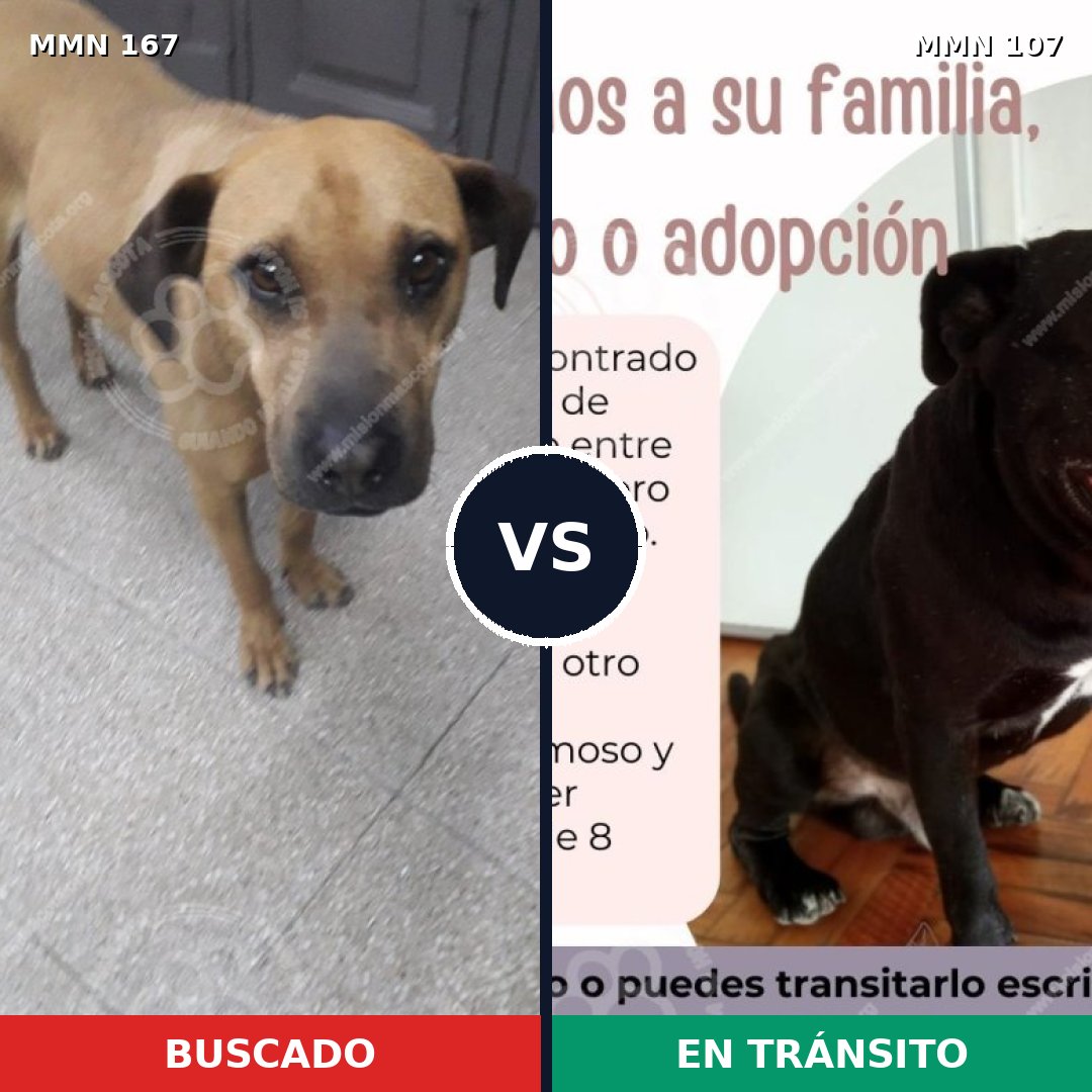 Comparativa MMS 4163: mascota perdida y mascota encontrada, 6% de similitud