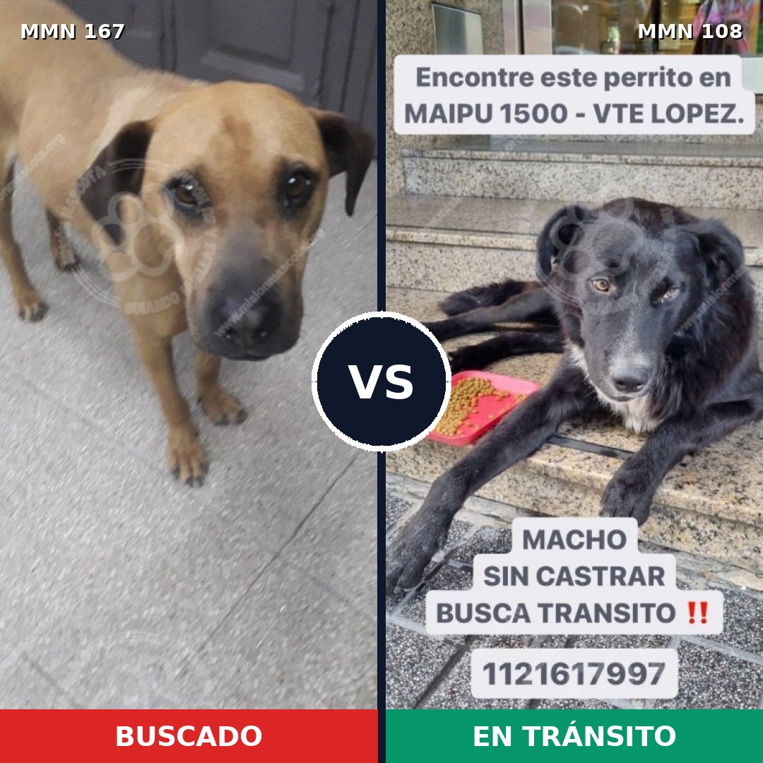 Comparativa MMS 4164: mascota perdida y mascota encontrada, 4% de similitud
