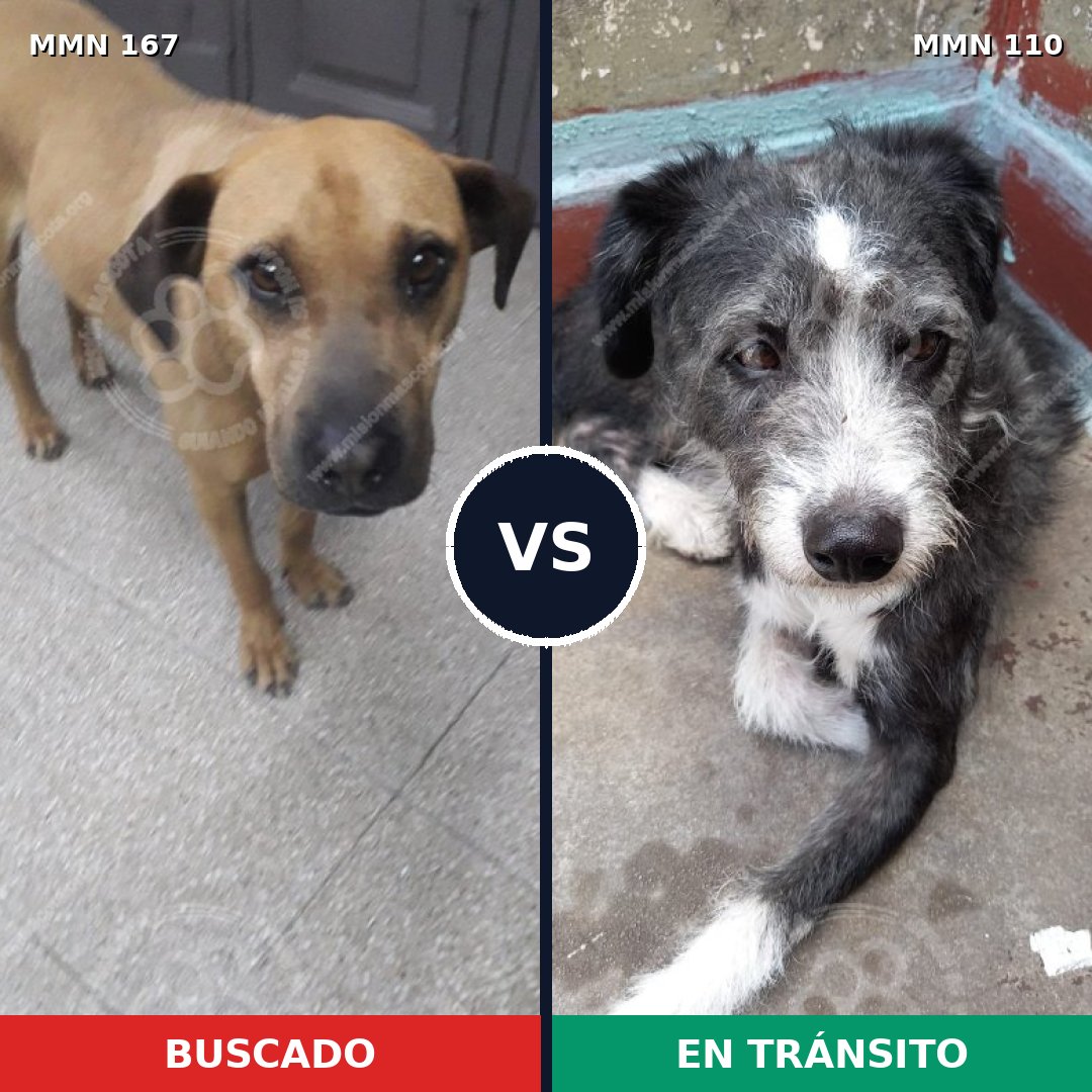 Comparativa MMS 4165: mascota perdida y mascota encontrada, 8% de similitud
