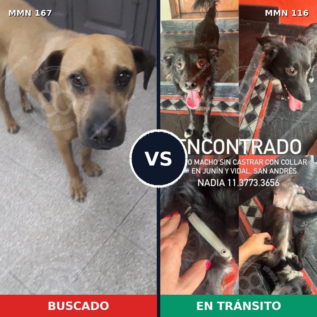 Comparativa MMS 4166: mascota perdida y mascota encontrada, 8% de similitud