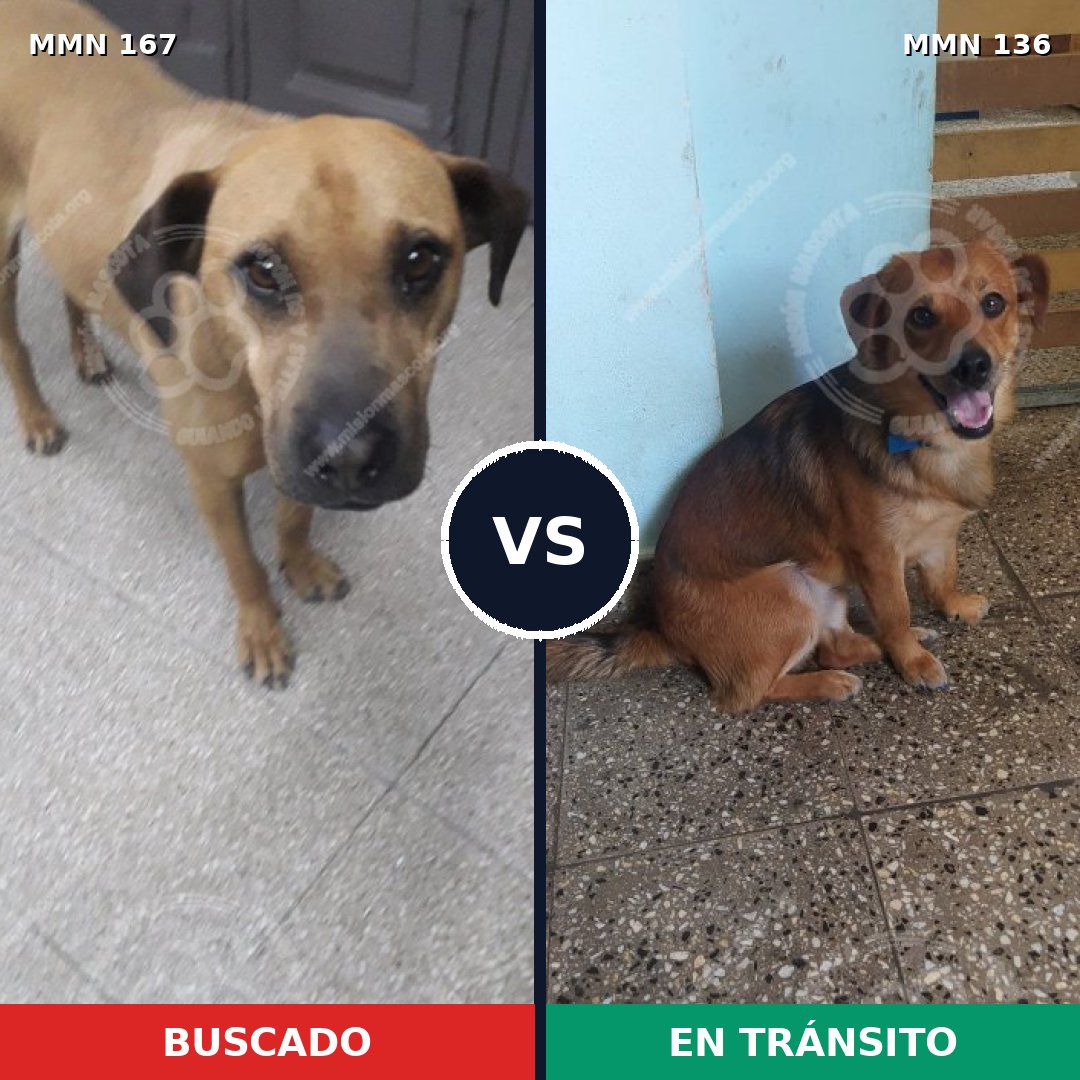 Comparativa MMS 4167: mascota perdida y mascota encontrada, 21% de similitud