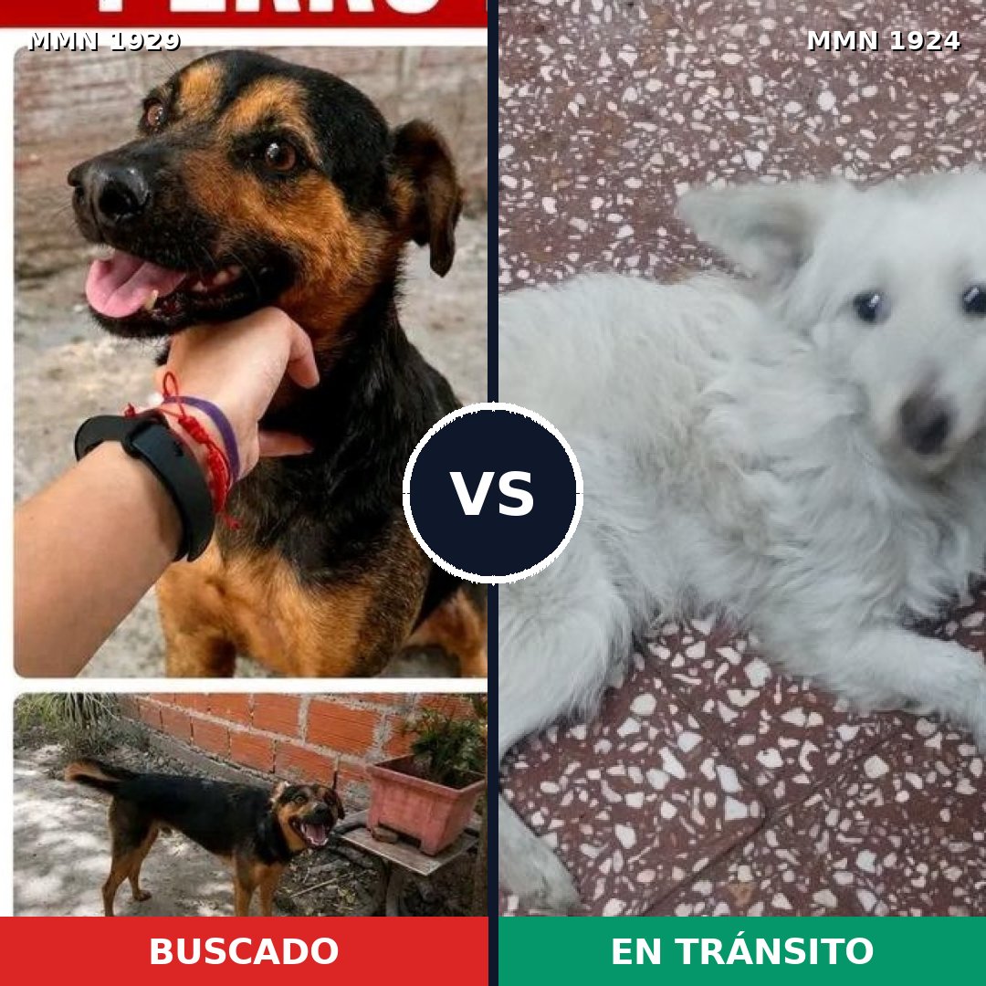 Comparativa MMS 41676: mascota perdida y mascota encontrada, 57% de similitud