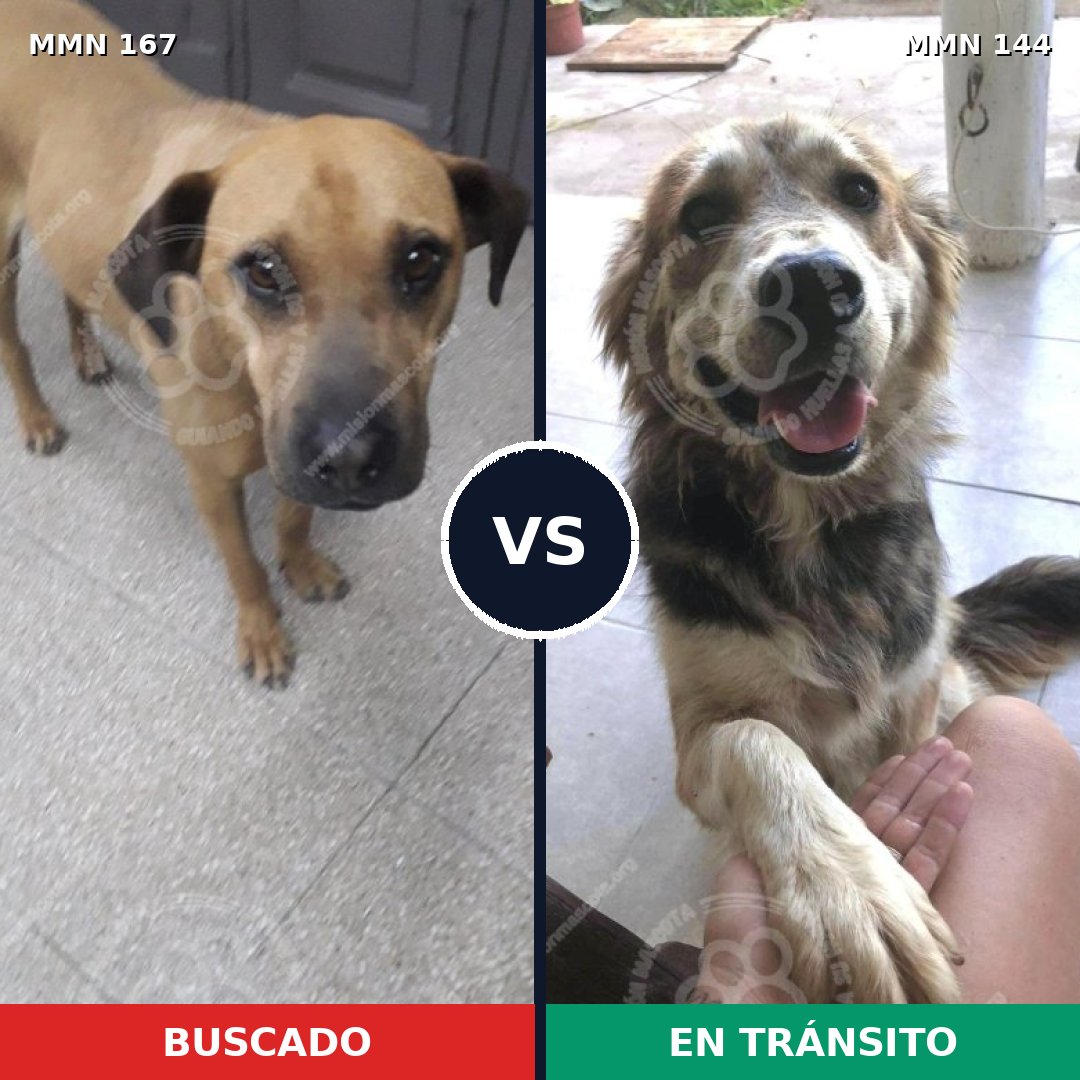 Comparativa MMS 4168: mascota perdida y mascota encontrada, 20% de similitud