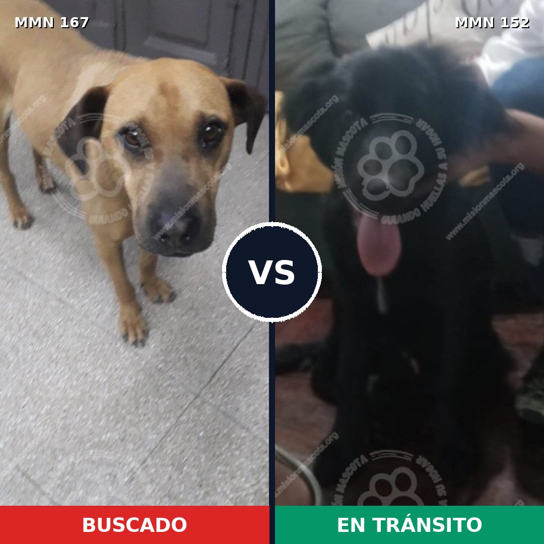 Comparativa MMS 4169: mascota perdida y mascota encontrada, 8% de similitud