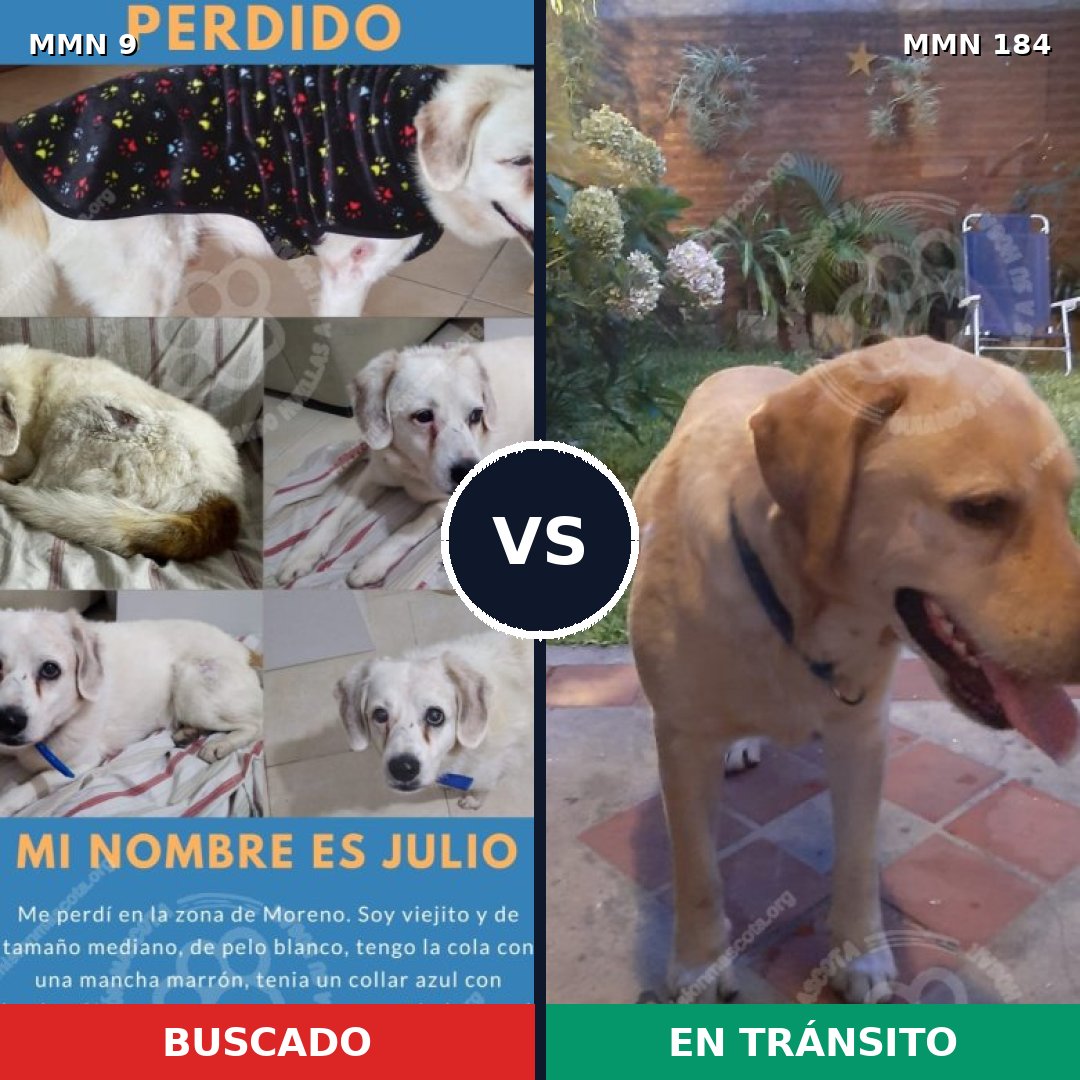 Comparativa MMS 417: mascota perdida y mascota encontrada, 57% de similitud