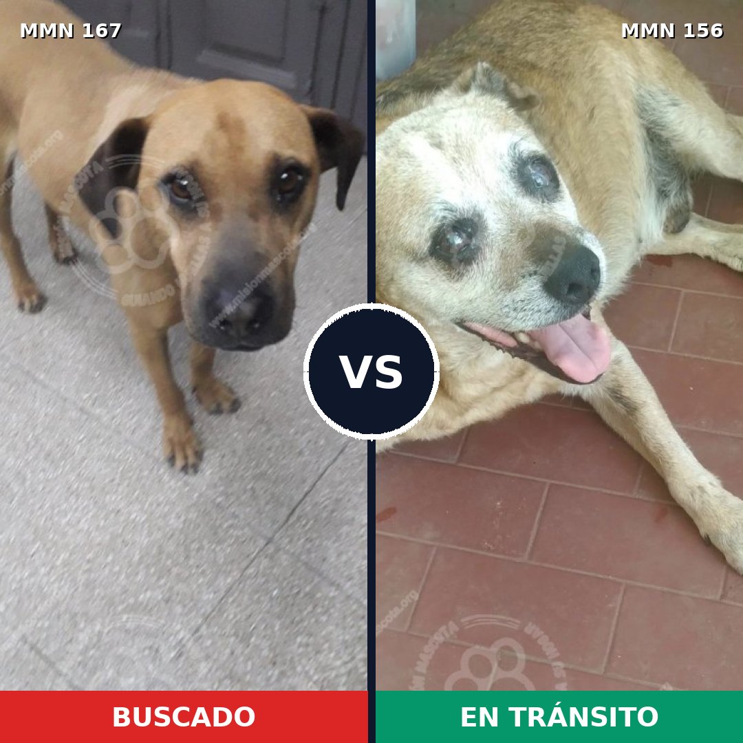 Comparativa MMS 4170: mascota perdida y mascota encontrada, 22% de similitud