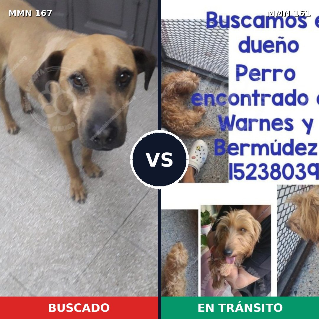 Comparativa MMS 4171: mascota perdida y mascota encontrada, 20% de similitud