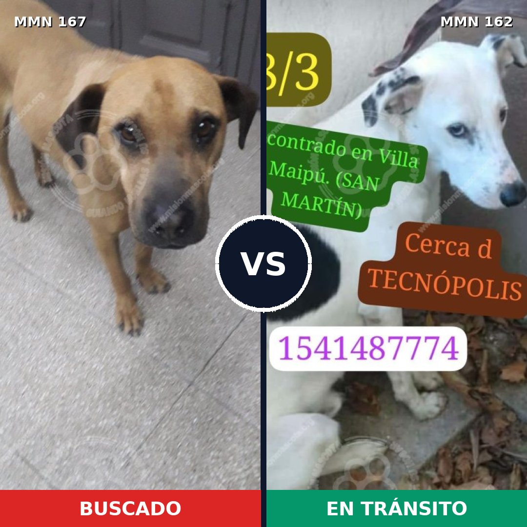 Comparativa MMS 4172: mascota perdida y mascota encontrada, 11% de similitud