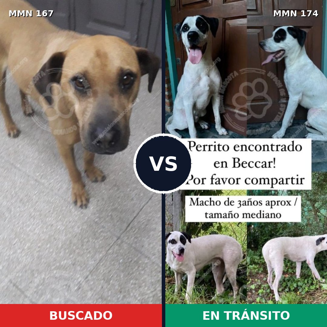 Comparativa MMS 4173: mascota perdida y mascota encontrada, 11% de similitud