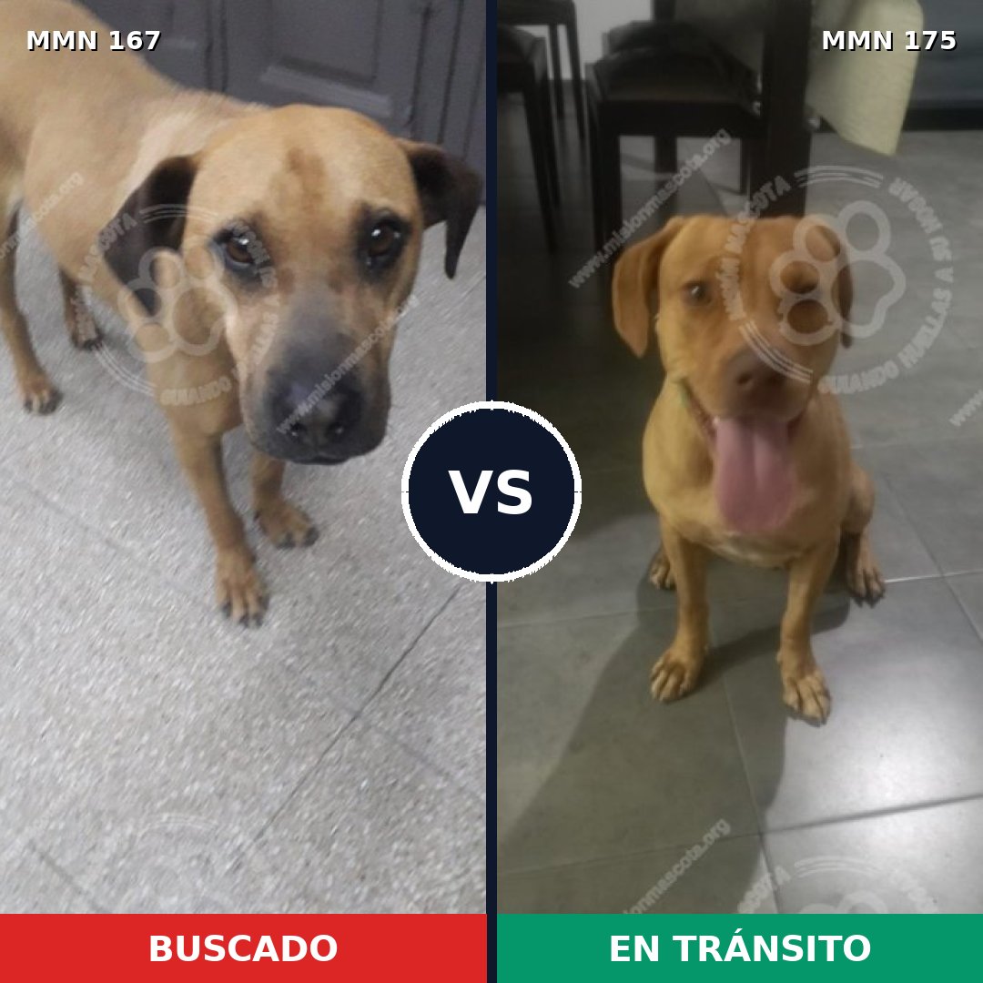 Comparativa MMS 4174: mascota perdida y mascota encontrada, 22% de similitud