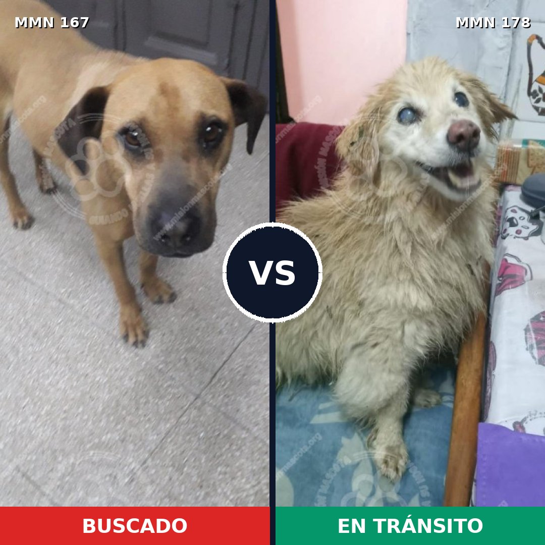 Comparativa MMS 4175: mascota perdida y mascota encontrada, 6% de similitud
