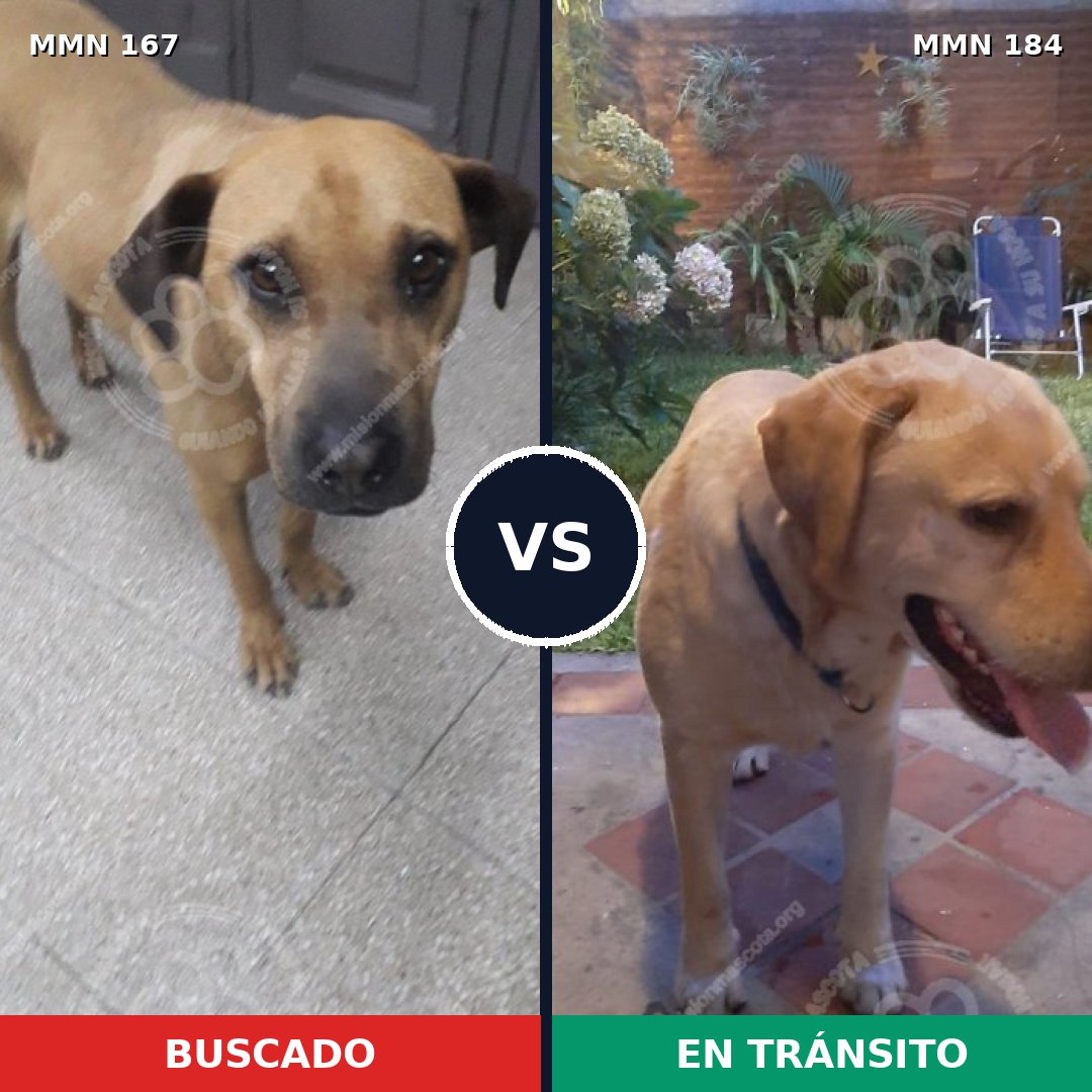 Comparativa MMS 4176: mascota perdida y mascota encontrada, 53% de similitud