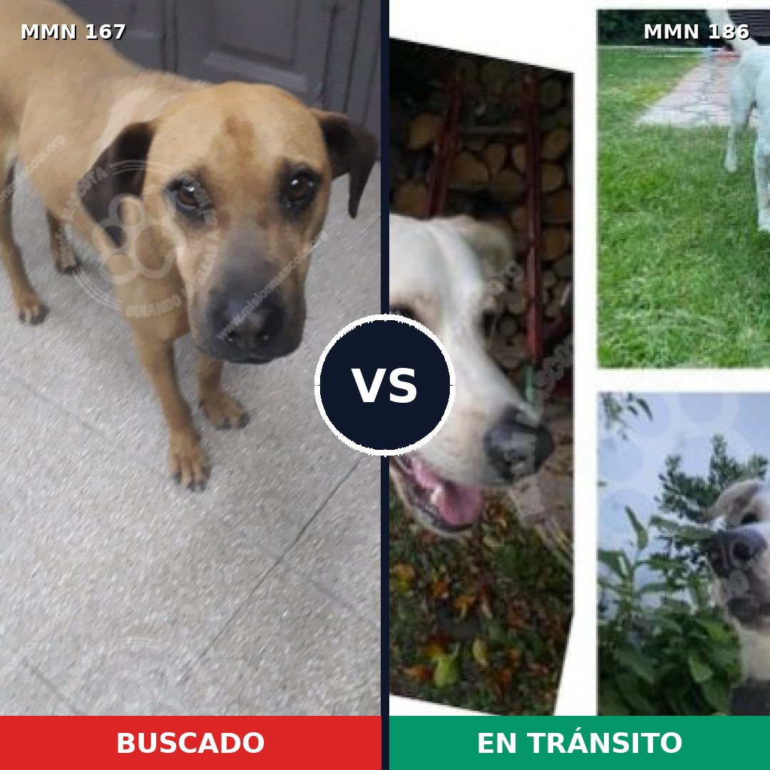 Comparativa MMS 4177: mascota perdida y mascota encontrada, 8% de similitud