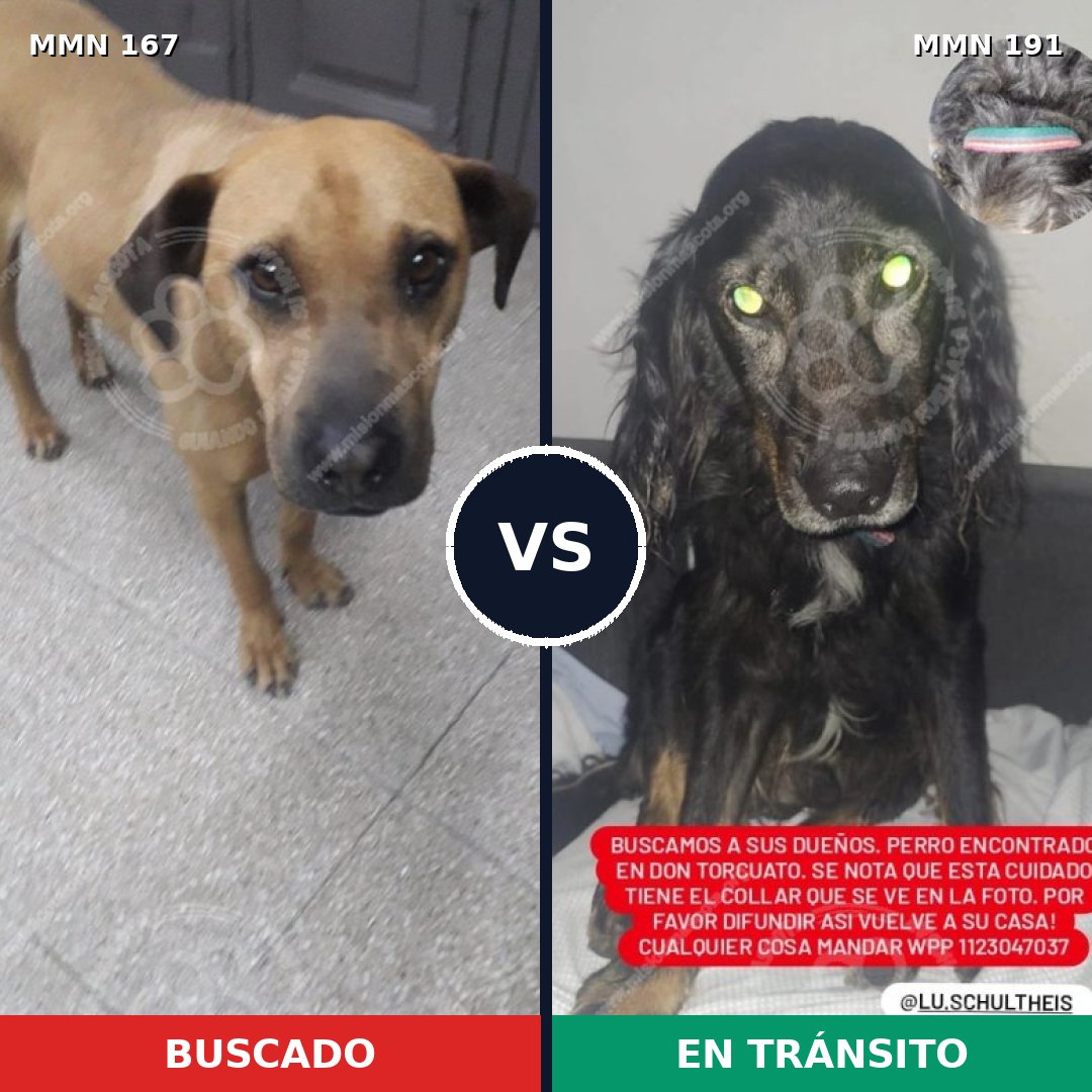 Comparativa MMS 4178: mascota perdida y mascota encontrada, 8% de similitud
