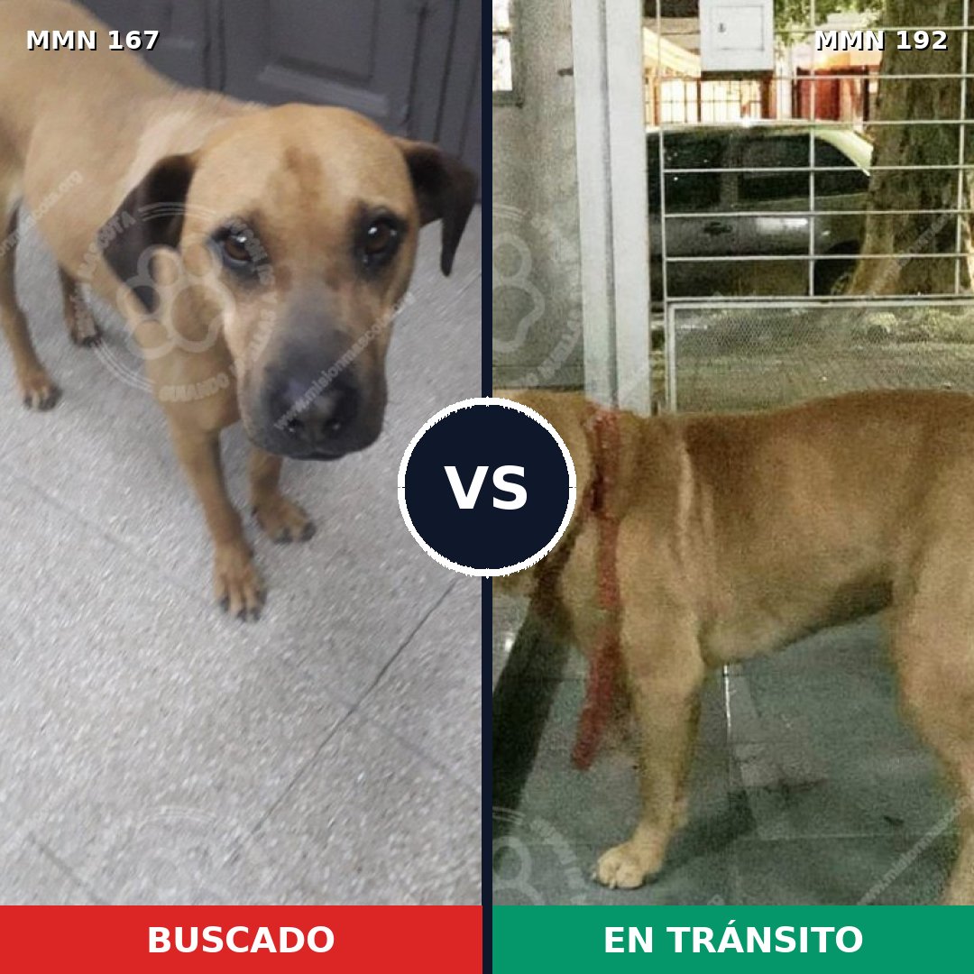Comparativa MMS 4179: mascota perdida y mascota encontrada, 61% de similitud