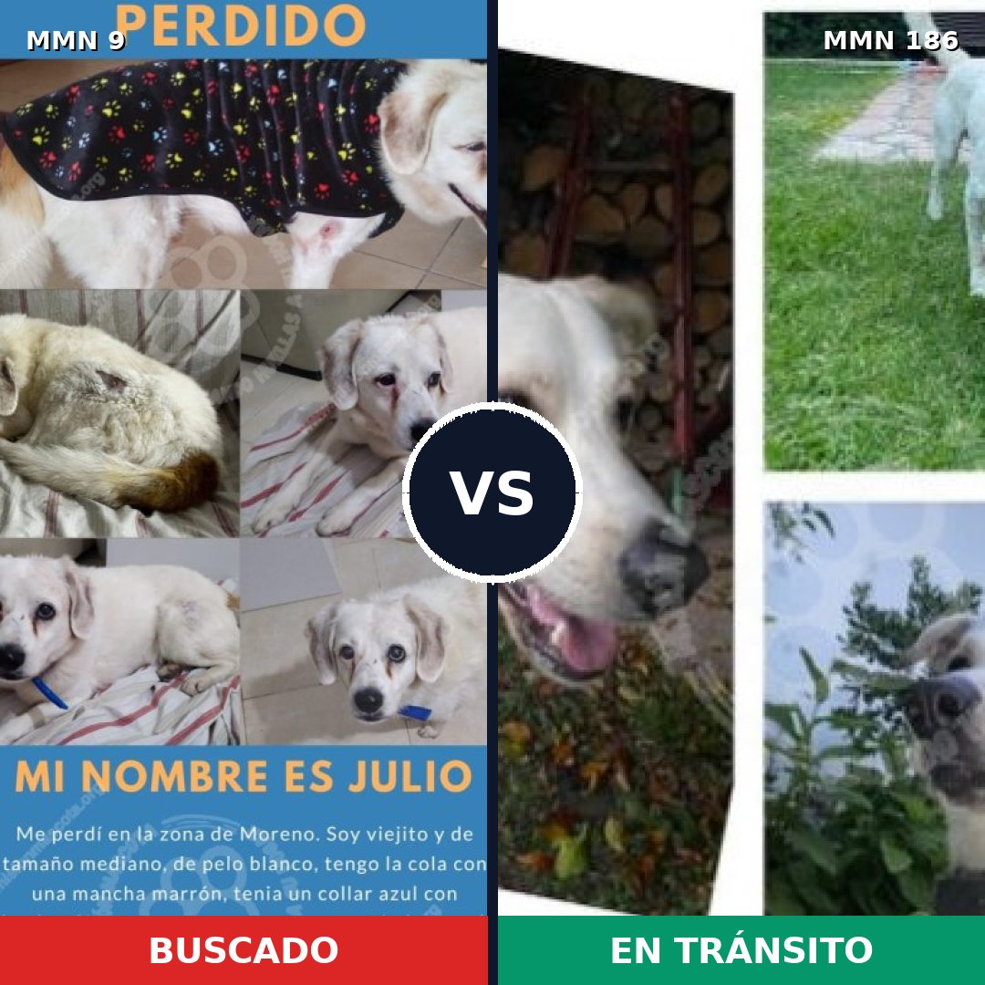 Comparativa MMS 418: mascota perdida y mascota encontrada, 71% de similitud