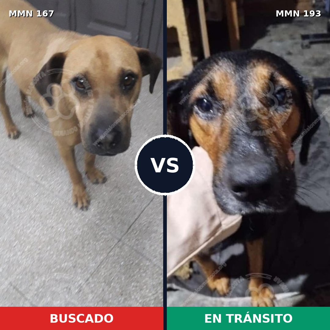 Comparativa MMS 4180: mascota perdida y mascota encontrada, 23% de similitud
