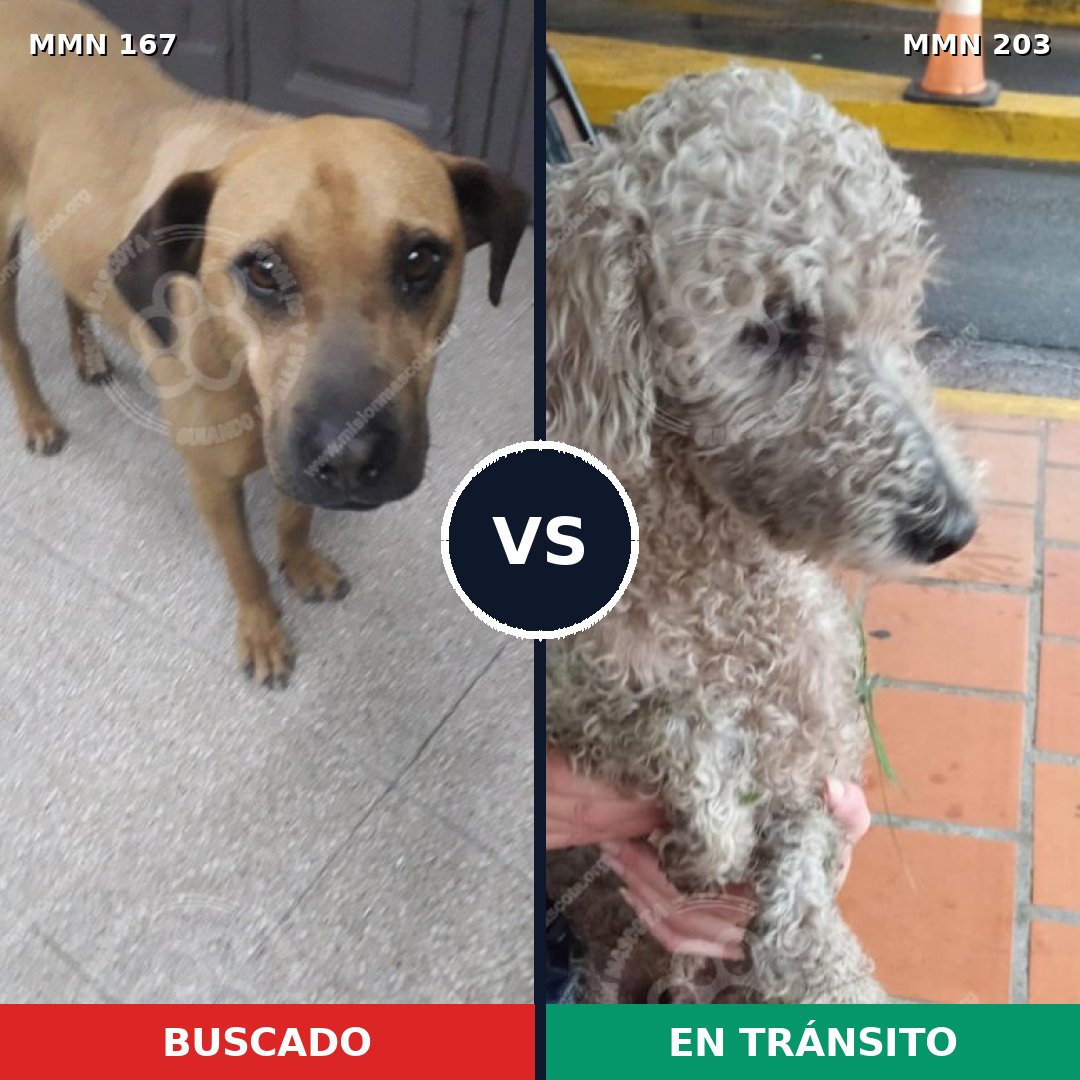 Comparativa MMS 4182: mascota perdida y mascota encontrada, 8% de similitud