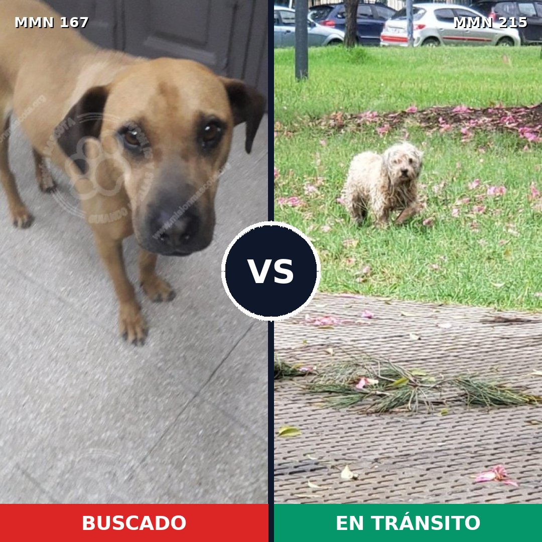Comparativa MMS 4183: mascota perdida y mascota encontrada, 8% de similitud