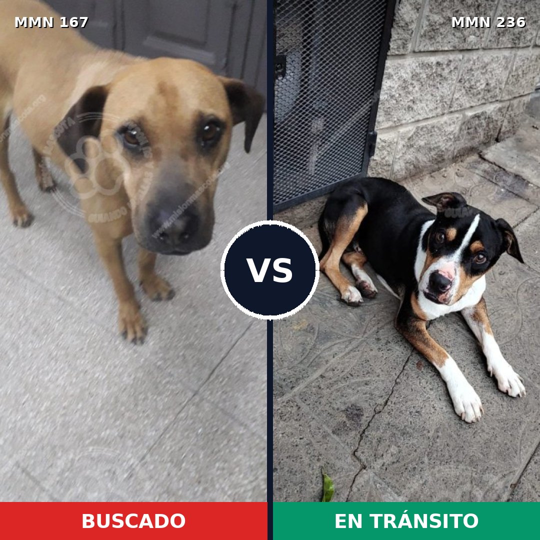 Comparativa MMS 4184: mascota perdida y mascota encontrada, 12% de similitud