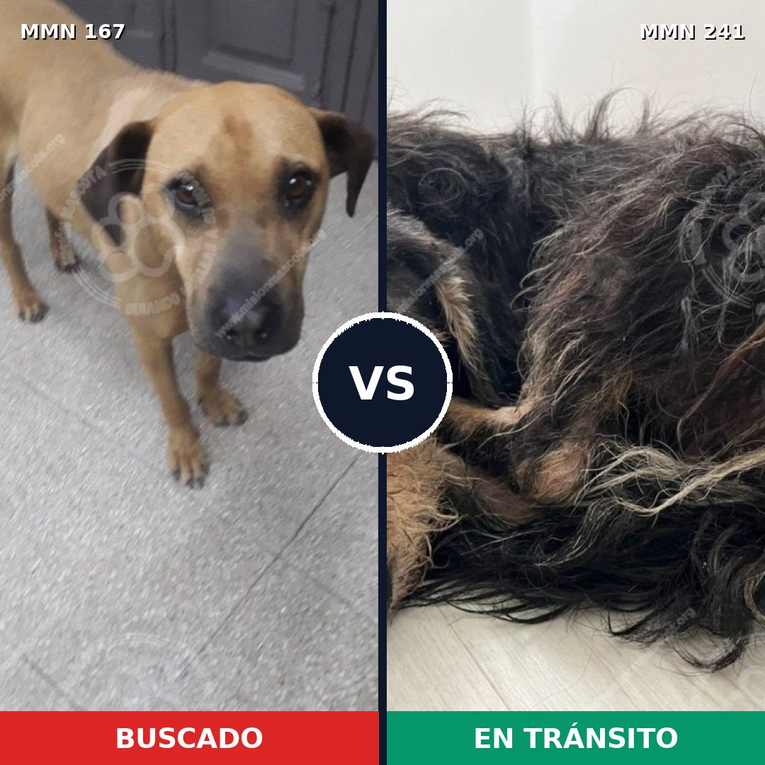 Comparativa MMS 4185: mascota perdida y mascota encontrada, 6% de similitud