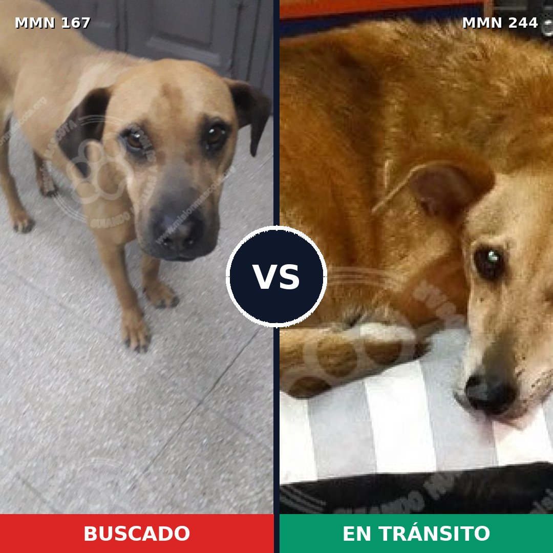 Comparativa MMS 4186: mascota perdida y mascota encontrada, 20% de similitud