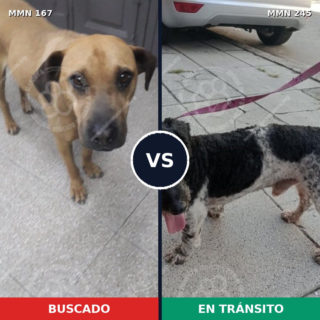 Comparativa MMS 4187: mascota perdida y mascota encontrada, 8% de similitud