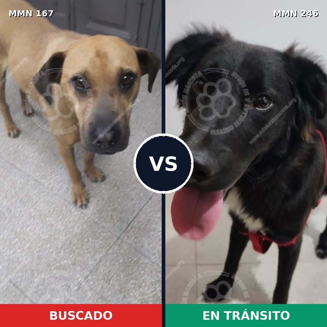 Comparativa MMS 4188: mascota perdida y mascota encontrada, 8% de similitud