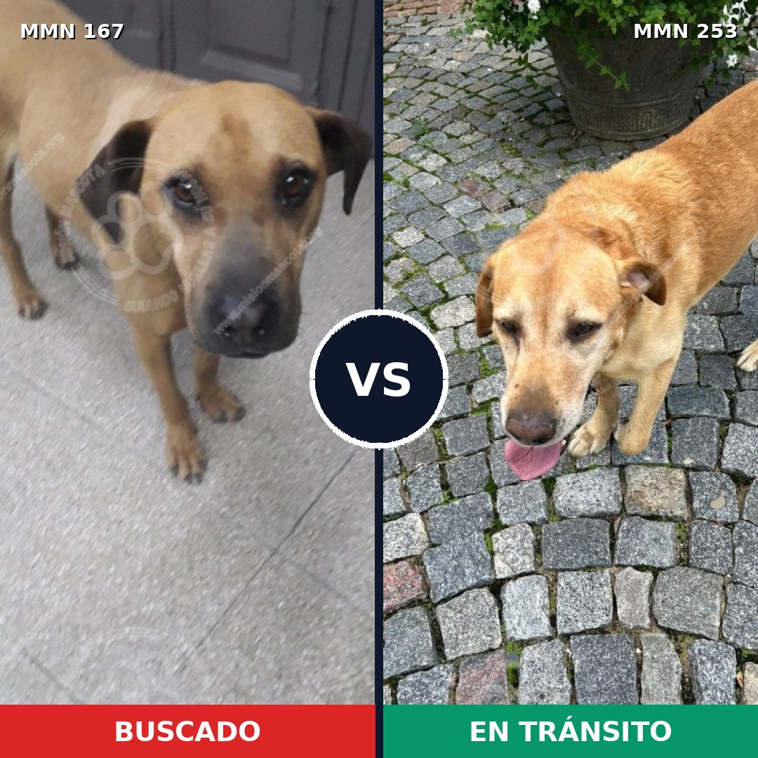 Comparativa MMS 4189: mascota perdida y mascota encontrada, 62% de similitud